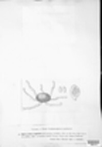 Podosphaera epilobii image